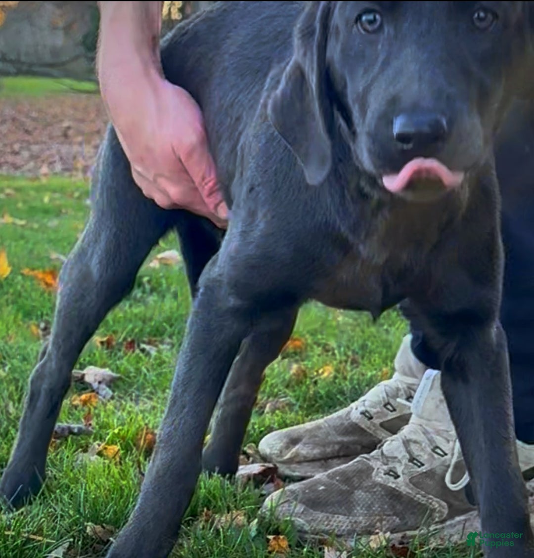 Labrador Retriever dogs for sale: Labrador Retriever Puppy 1 - Ad 4