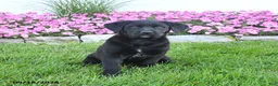 Mixed Breed dogs for sale: Bowwow - Ad 2