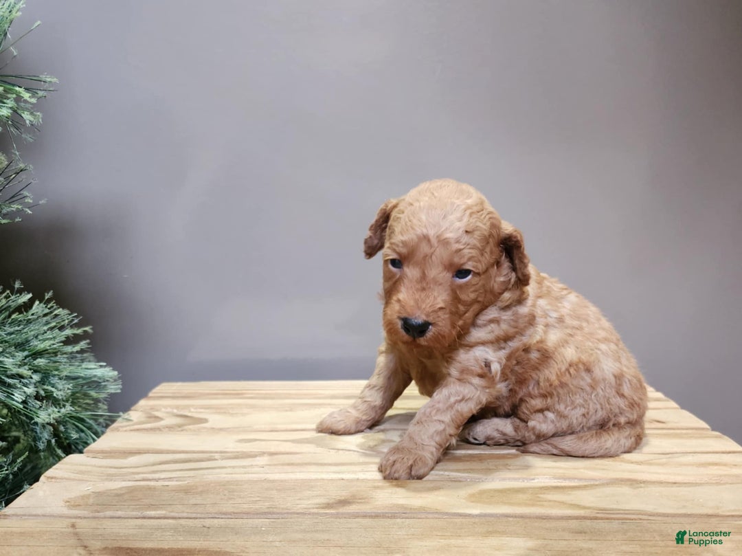 Mini Goldendoodle dogs for sale: Houston - Ad 7