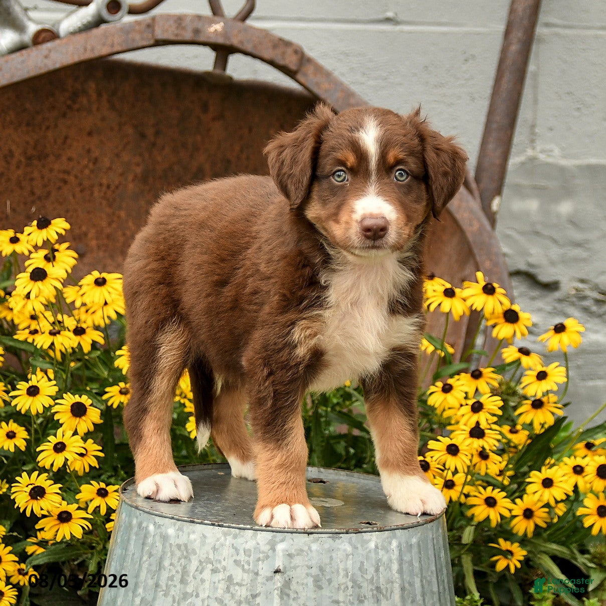 Australian Shepherd dogs Faith - Ad 1
