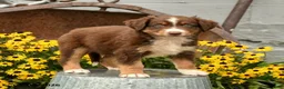 Australian Shepherd dogs for sale: Faith - Ad 1