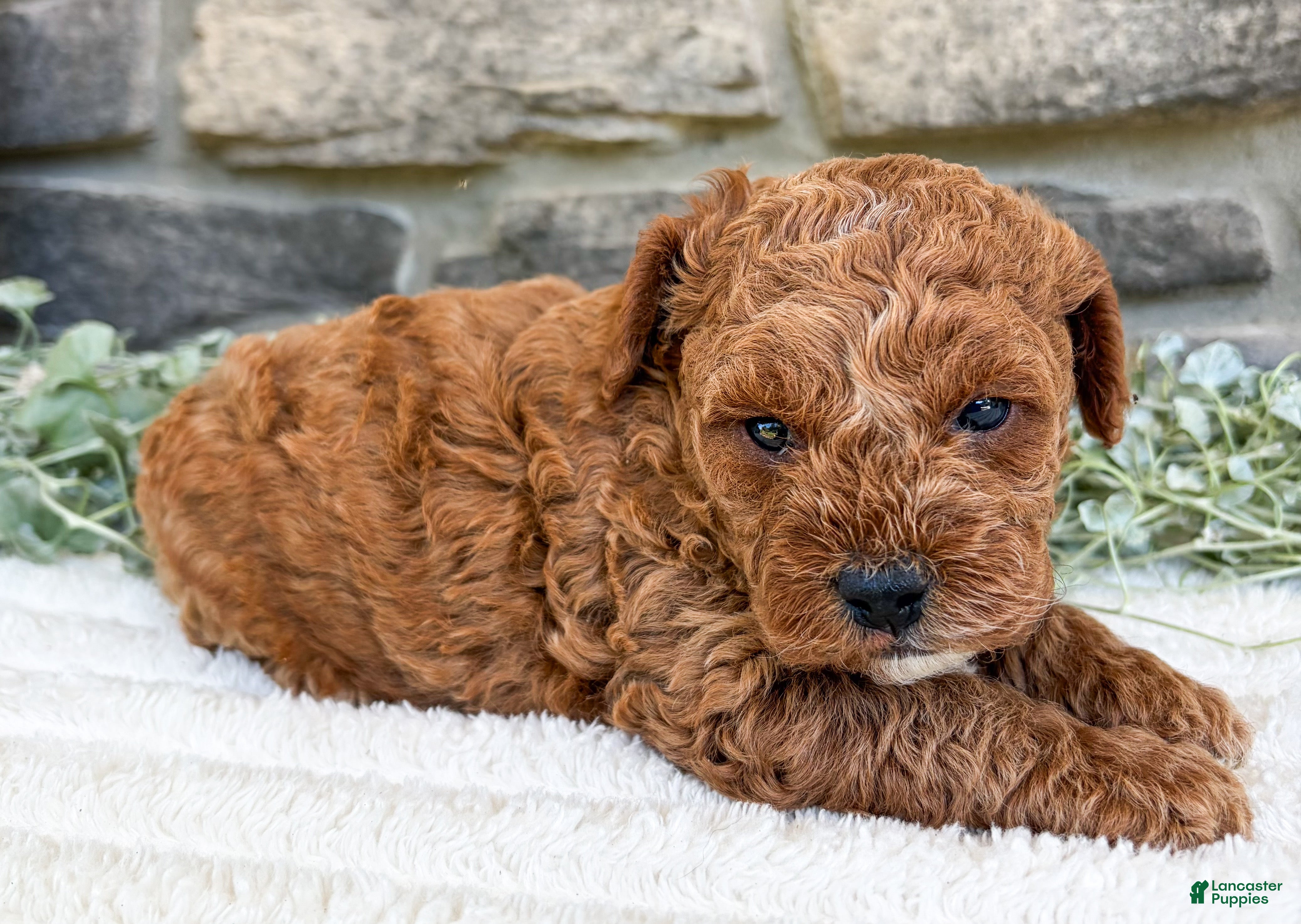 Toy Poodle dogs Teddy - Ad 1
