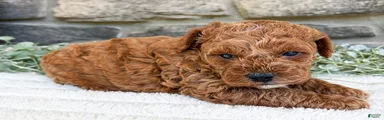 Teddy