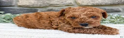 Toy Poodle dogs for sale: Teddy - Ad 1