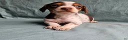 Miniature Dachshund dogs for sale: Charlie - Ad 2