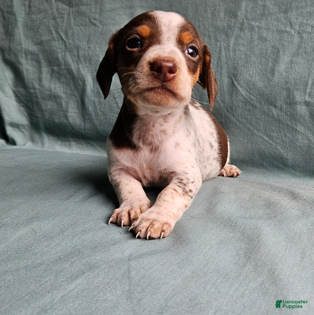 Miniature Dachshund dogs for sale: Charlie - Ad 2