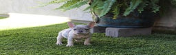 French Bulldog dogs for sale: French Bulldog Puppy 1 - Ad 1