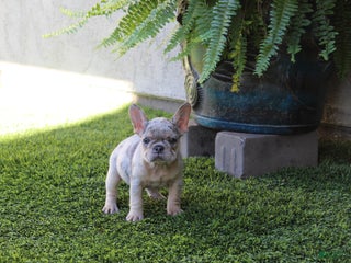 French Bulldog dogs French Bulldog Puppy 1 - Ad 13