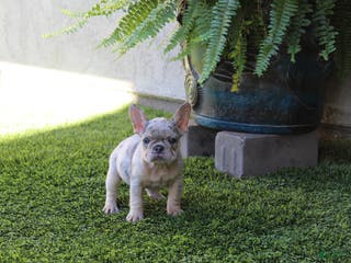 French Bulldog dogs French Bulldog Puppy 1 - Ad 9