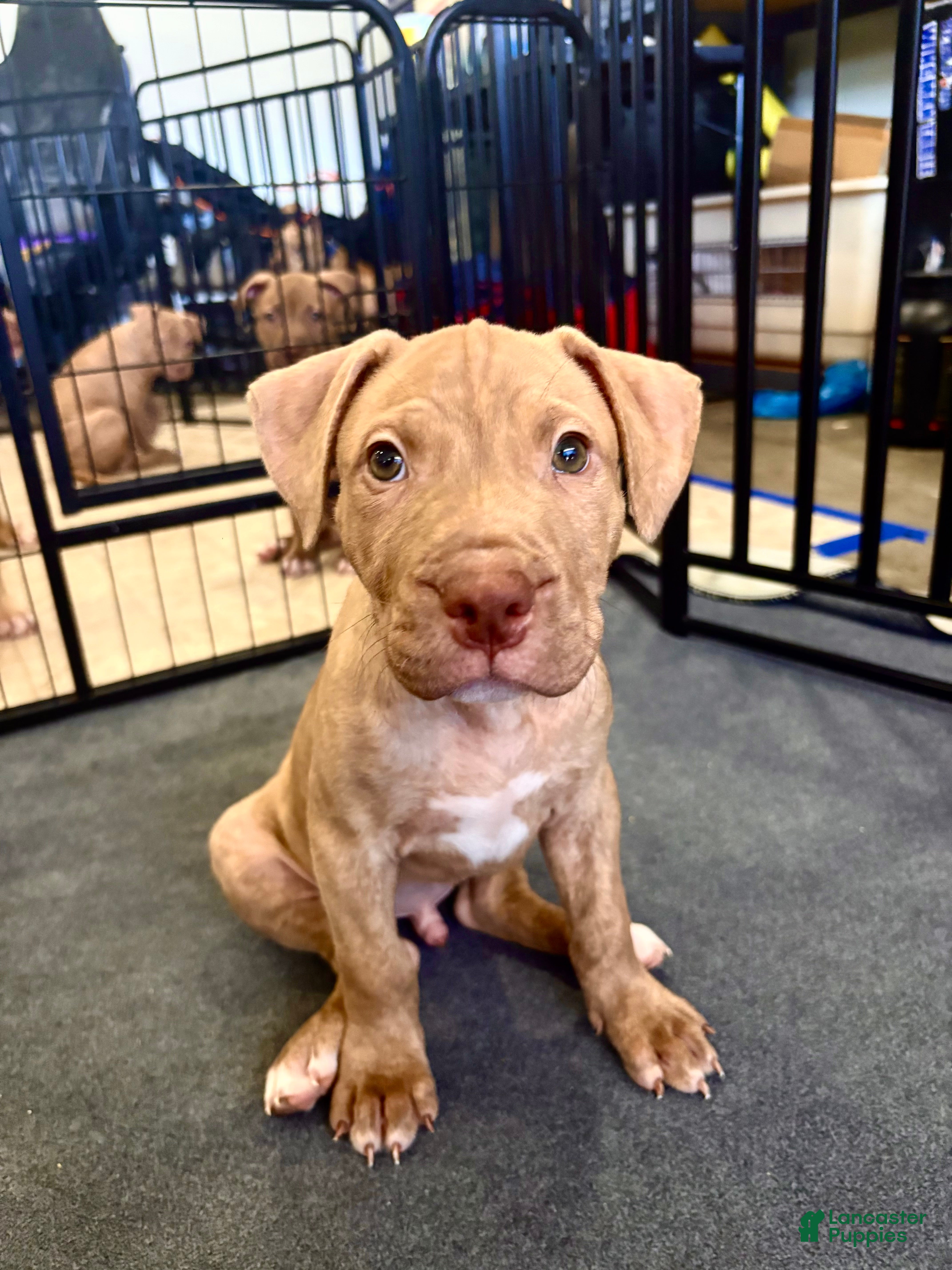 American Pit Bull Terrier dogs Duke (UKC and ADBA) - Ad 5