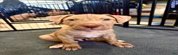American Pit Bull Terrier dogs for sale: Duke (UKC and ADBA) - Ad 1