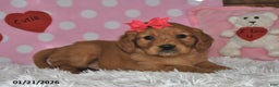 Miniature Golden Retriever dogs for sale: Cupcake - Ad 2