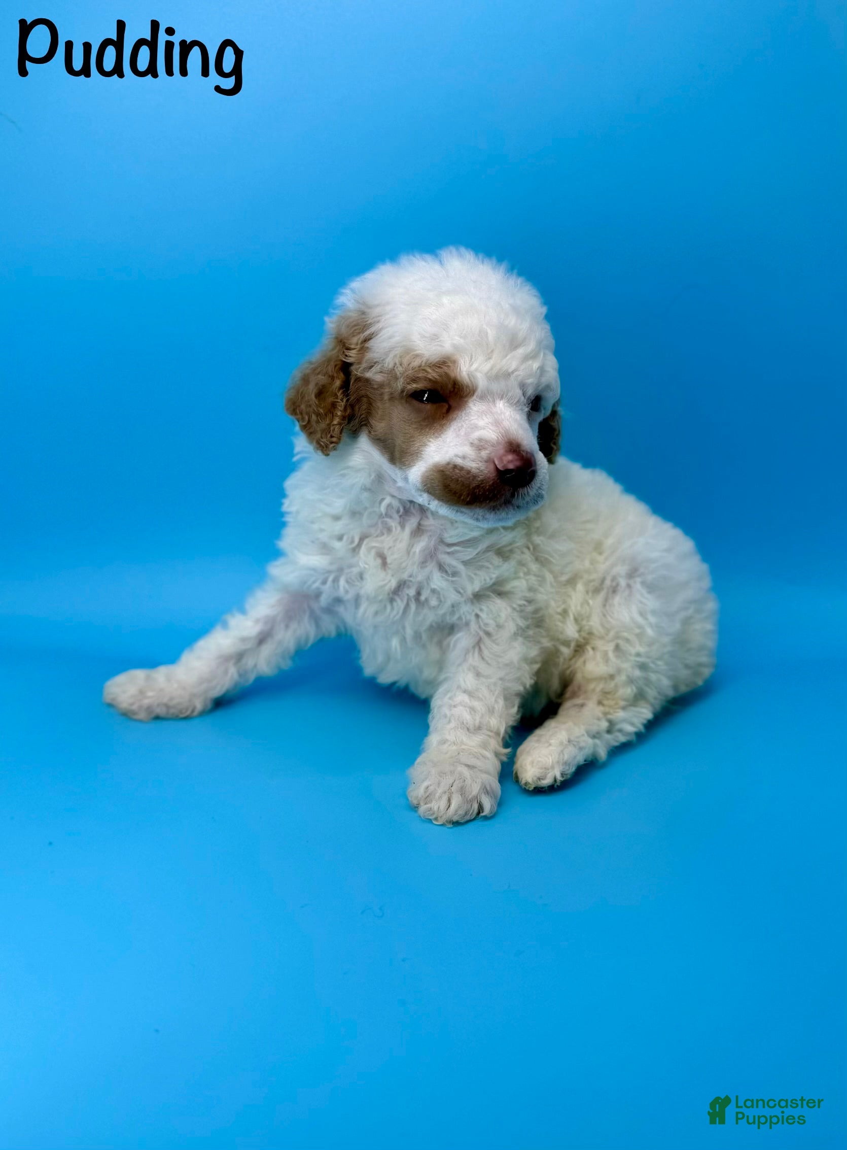 Miniature Poodle dogs Pudding - Ad 18