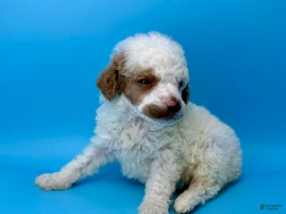 Miniature Poodle dogs Pudding - Ad 18