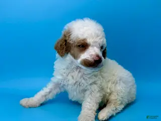Miniature Poodle dogs Pudding - Ad 34