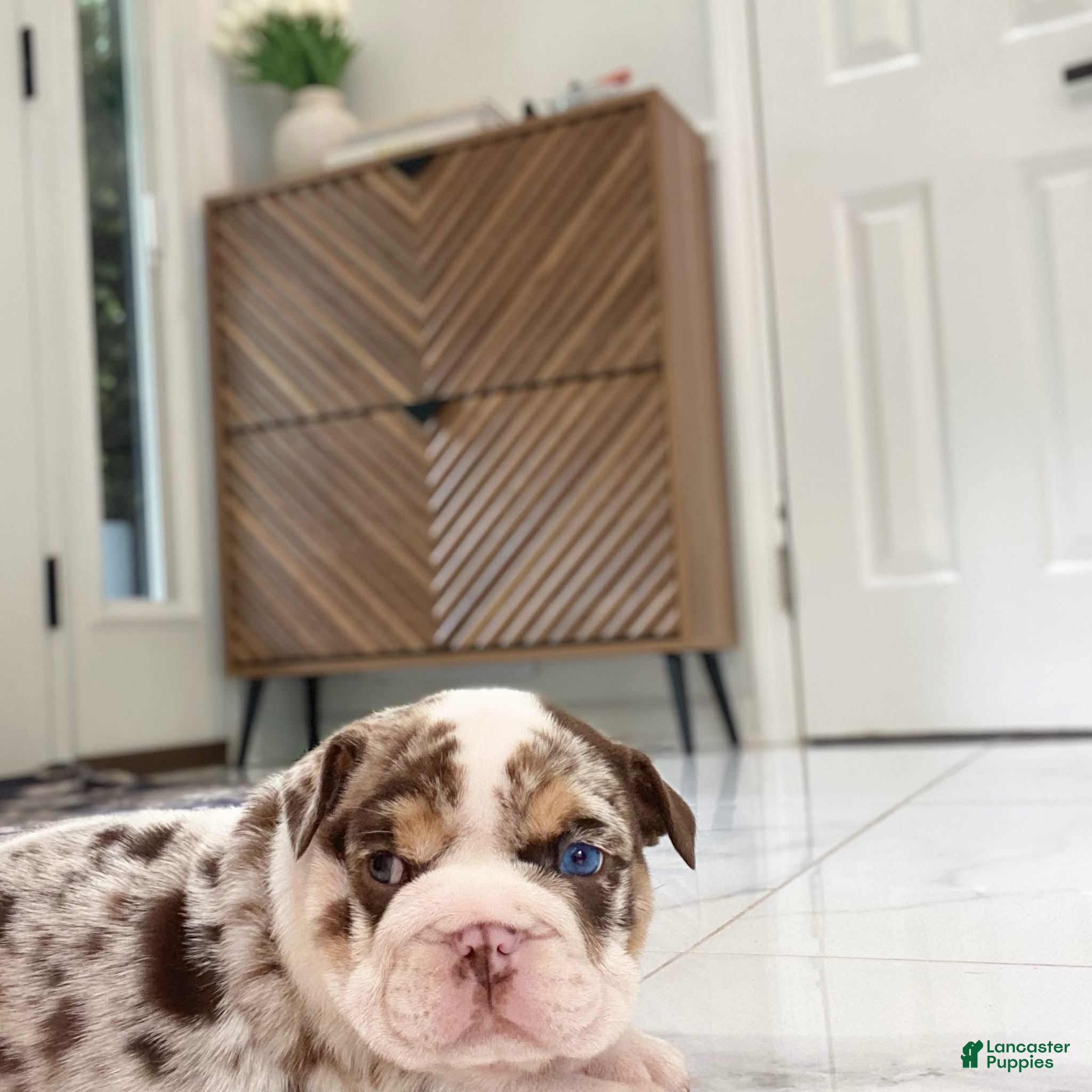 English Bulldog dogs Della - Ad 15