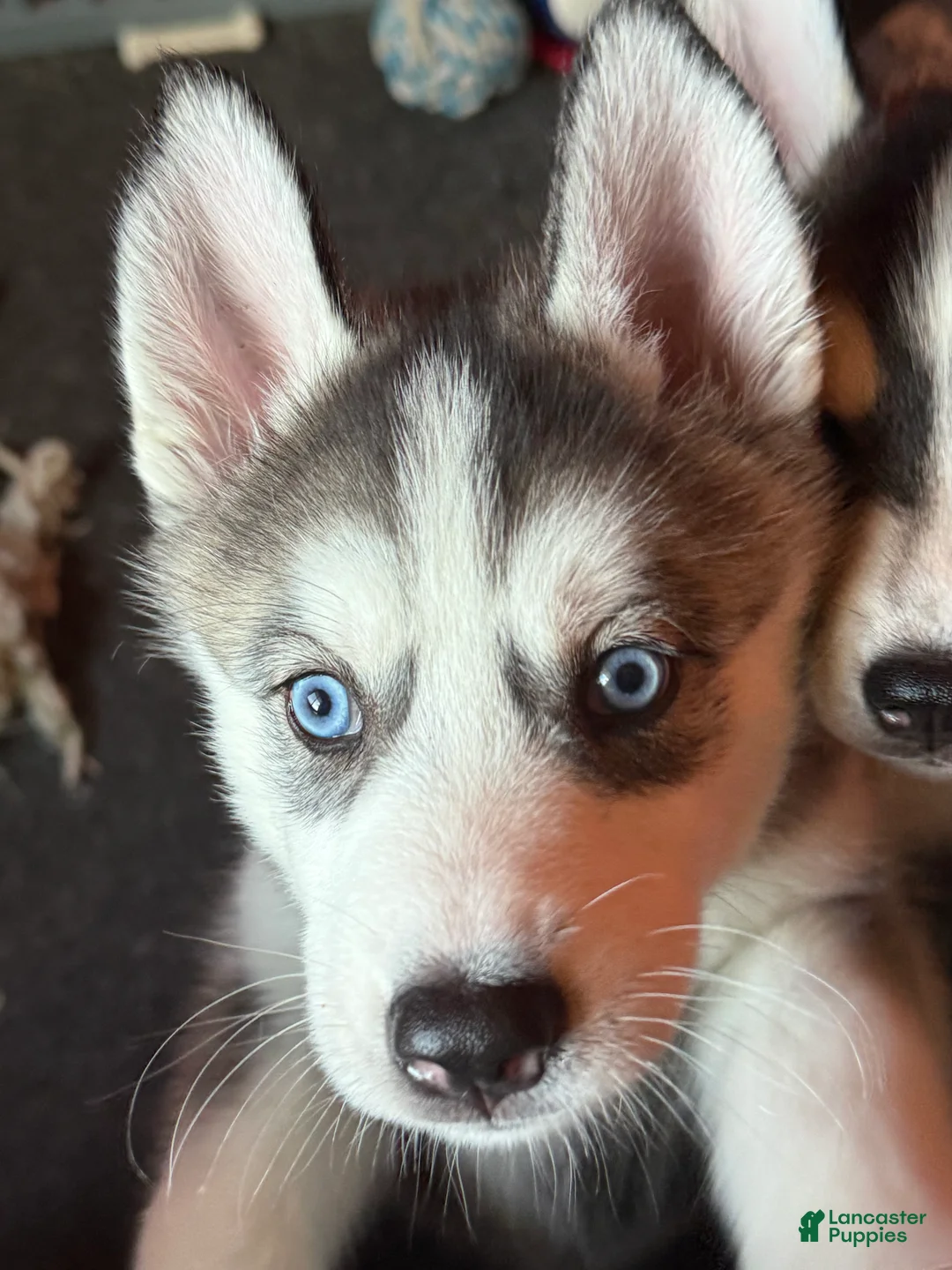 Mixed Breed dogs for sale: Siberian Husky Puppy 3 - Ad 2