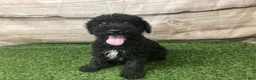 Kerry Blue Terrier dogs for sale: Zeke - Ad 5