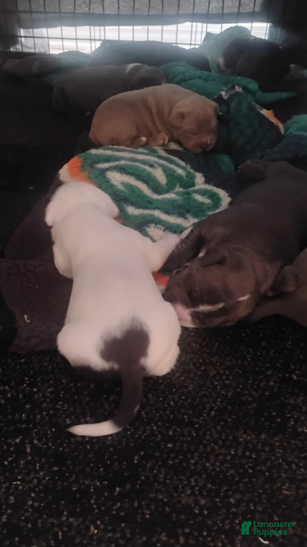American Bully dogs for sale: American Bully 1 - Ad 2