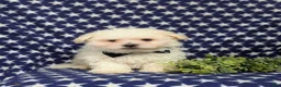 Bichon Frise dogs for sale: Body - Ad 4