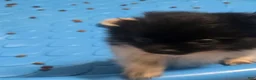 Pomeranian dogs for sale: Pomeranian Puppy 2 - Ad 1