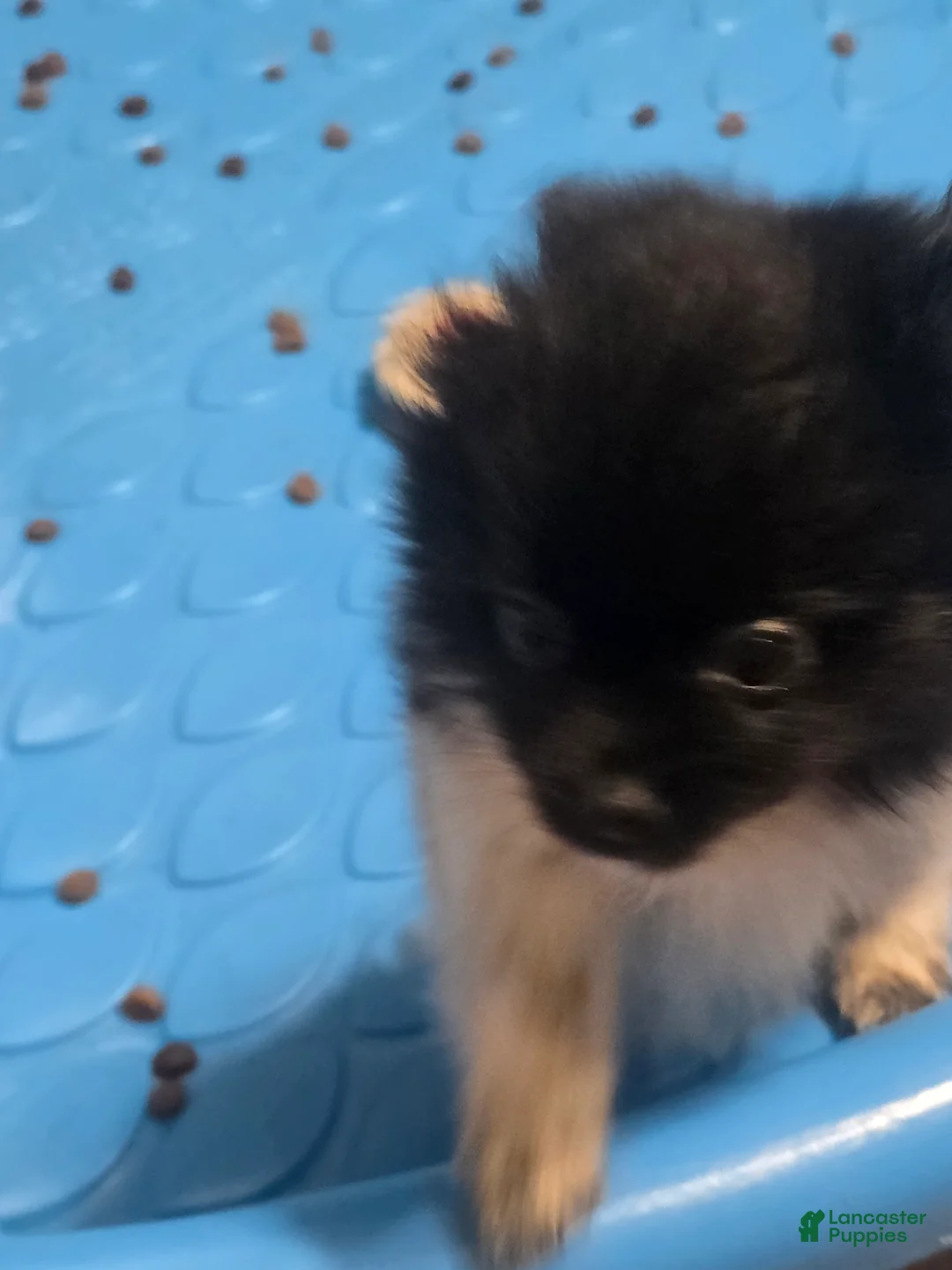 Pomeranian dogs for sale: Pomeranian Puppy 2 - Ad 1