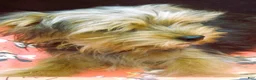 Yorkshire Terrier dogs for sale: Yorkshire Terrier 1 - Ad 7