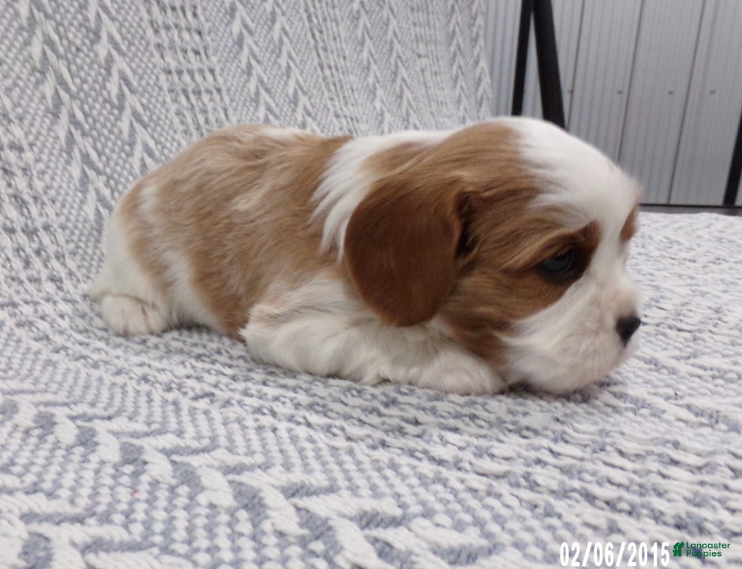 Cavalier King Charles Spaniel dogs for sale: Cavalier King Charles Spaniel Puppy 2 - Ad 16