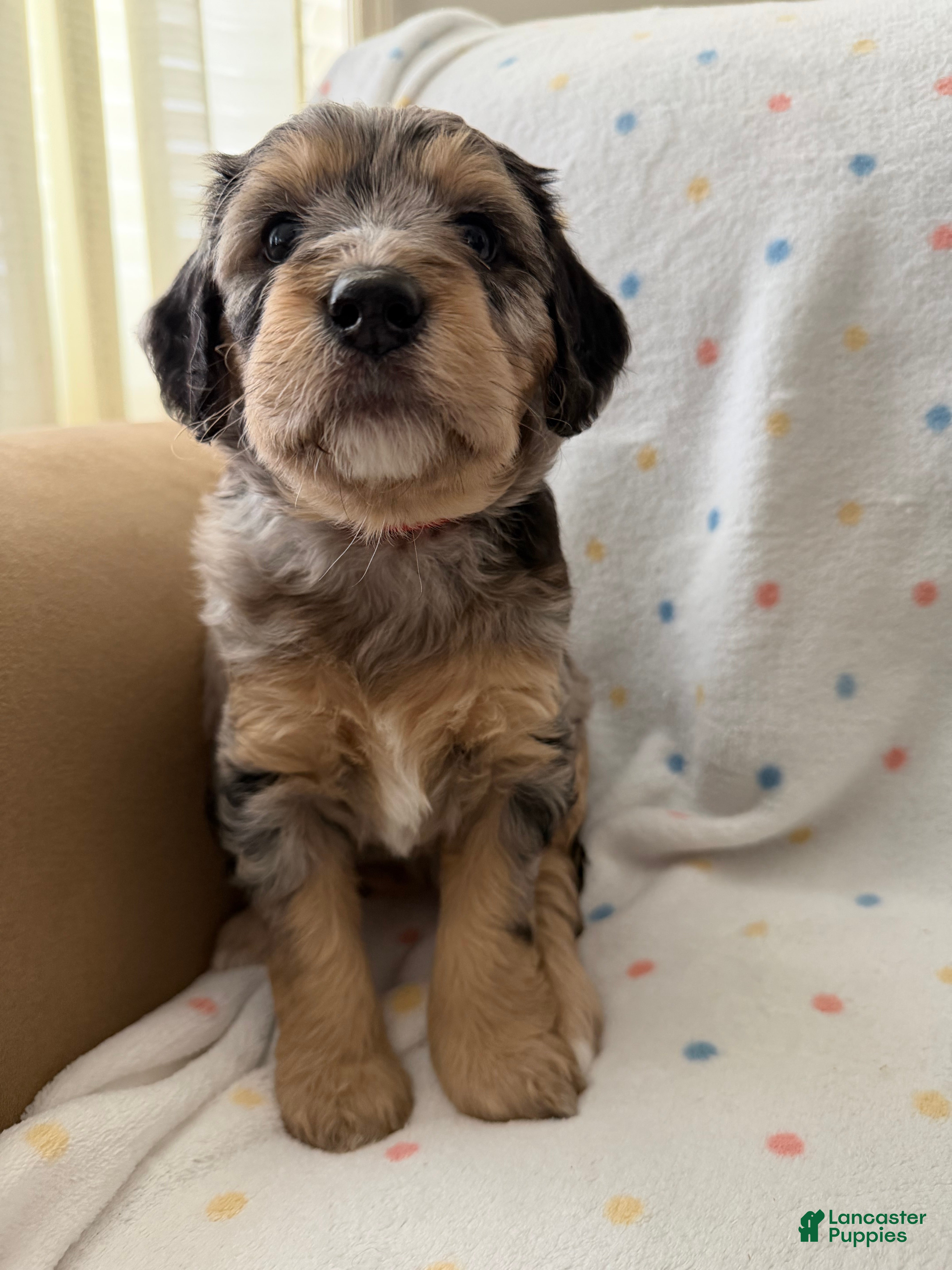 Mini Goldendoodle dogs Red Female, Goldendoodle 4 - Ad 23