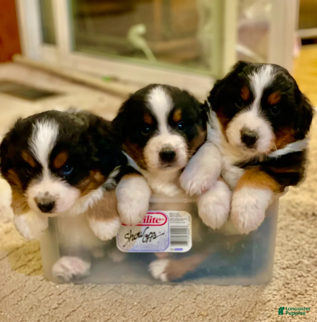 Miniature Australian Shepherd dogs for sale: Luna - Ad 7