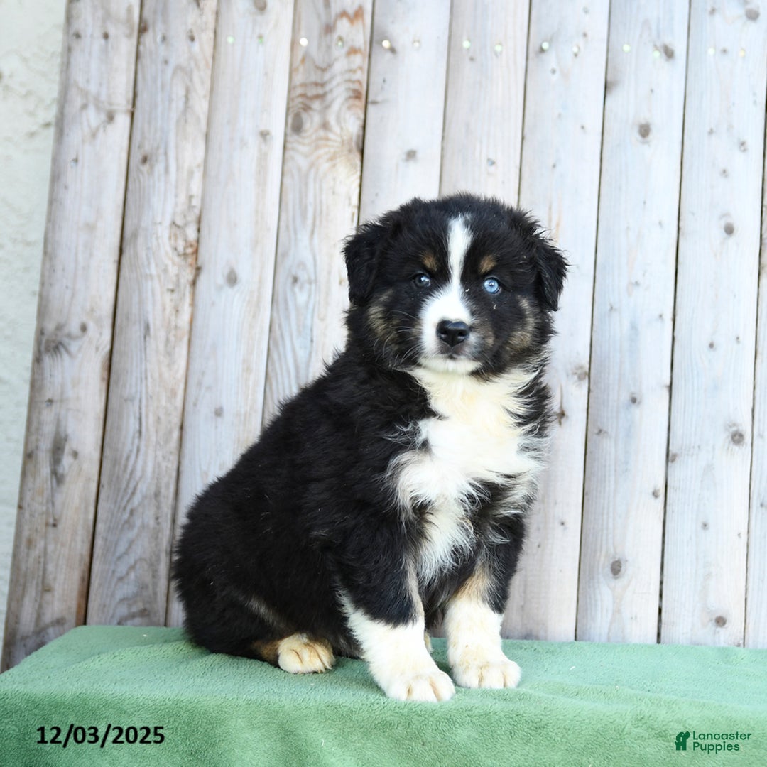 Australian Shepherd dogs for sale: Dwayne - Ad 1