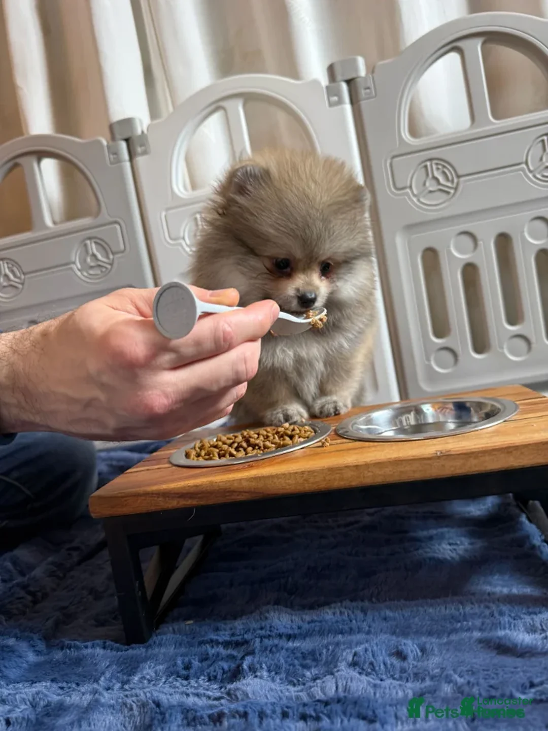 Pomeranian dogs for sale: Greg - Ad 32