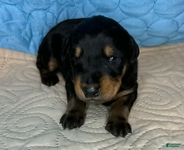 Mixed Breed dogs Chief - Ad 12