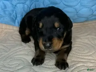 Mixed Breed dogs Chief - Ad 12