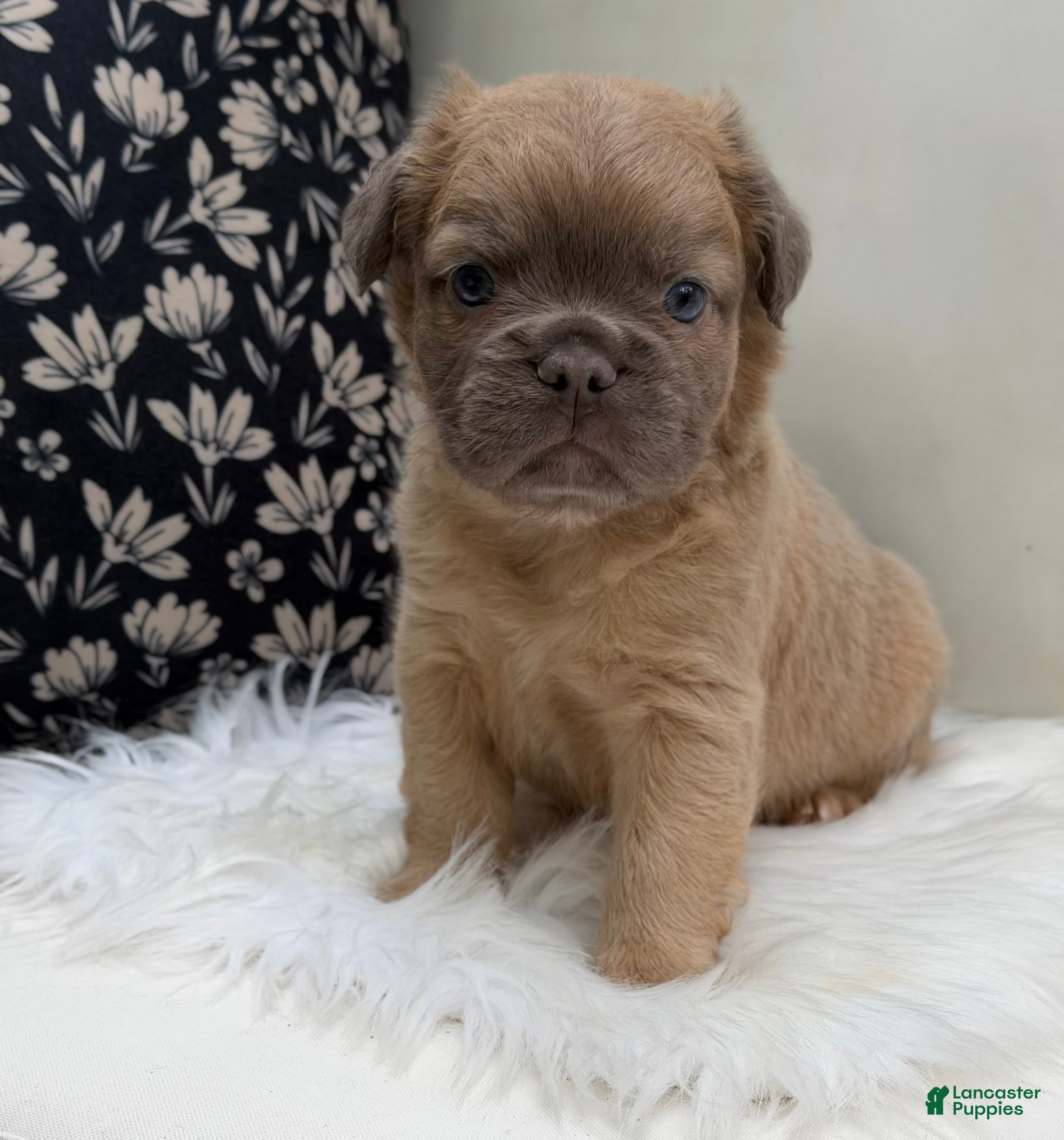 French Bulldog dogs Slate - Ad 1