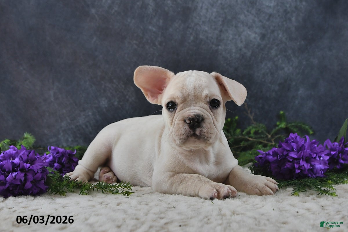 French Bulldog dogs Jenny - Ad 1