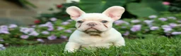 French Bulldog dogs for sale: Snoopy 🐶 - Ad 12