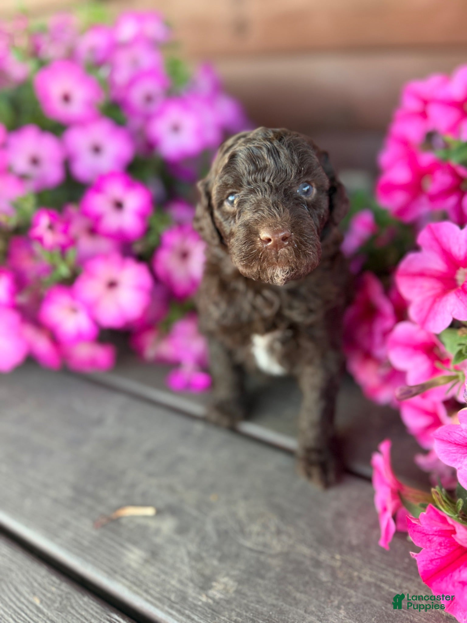 Portuguese Water Dog dogs Moose - Ad 1