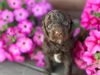 Portuguese Water Dog dogs for sale: Moose - Ad 1