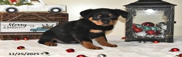 Rottweiler dogs for sale: Gracie - Ad 3