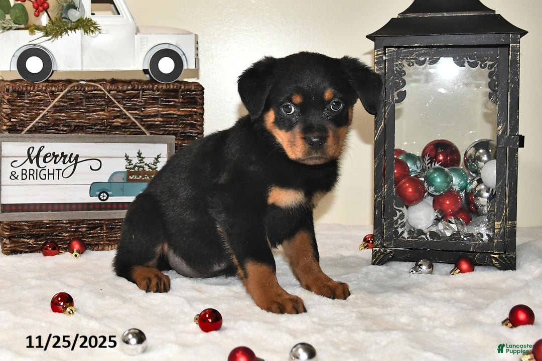 Rottweiler dogs for sale: Gracie - Ad 3
