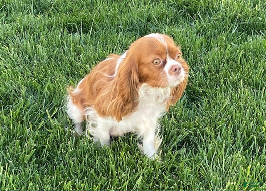 Cavalier King Charles Spaniel dogs for sale: Star - Ad 4