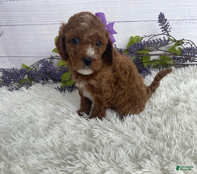 Miniature Poodle dogs Tess - Ad 1