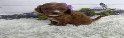 Miniature Poodle dogs for sale: Tess - Ad 1