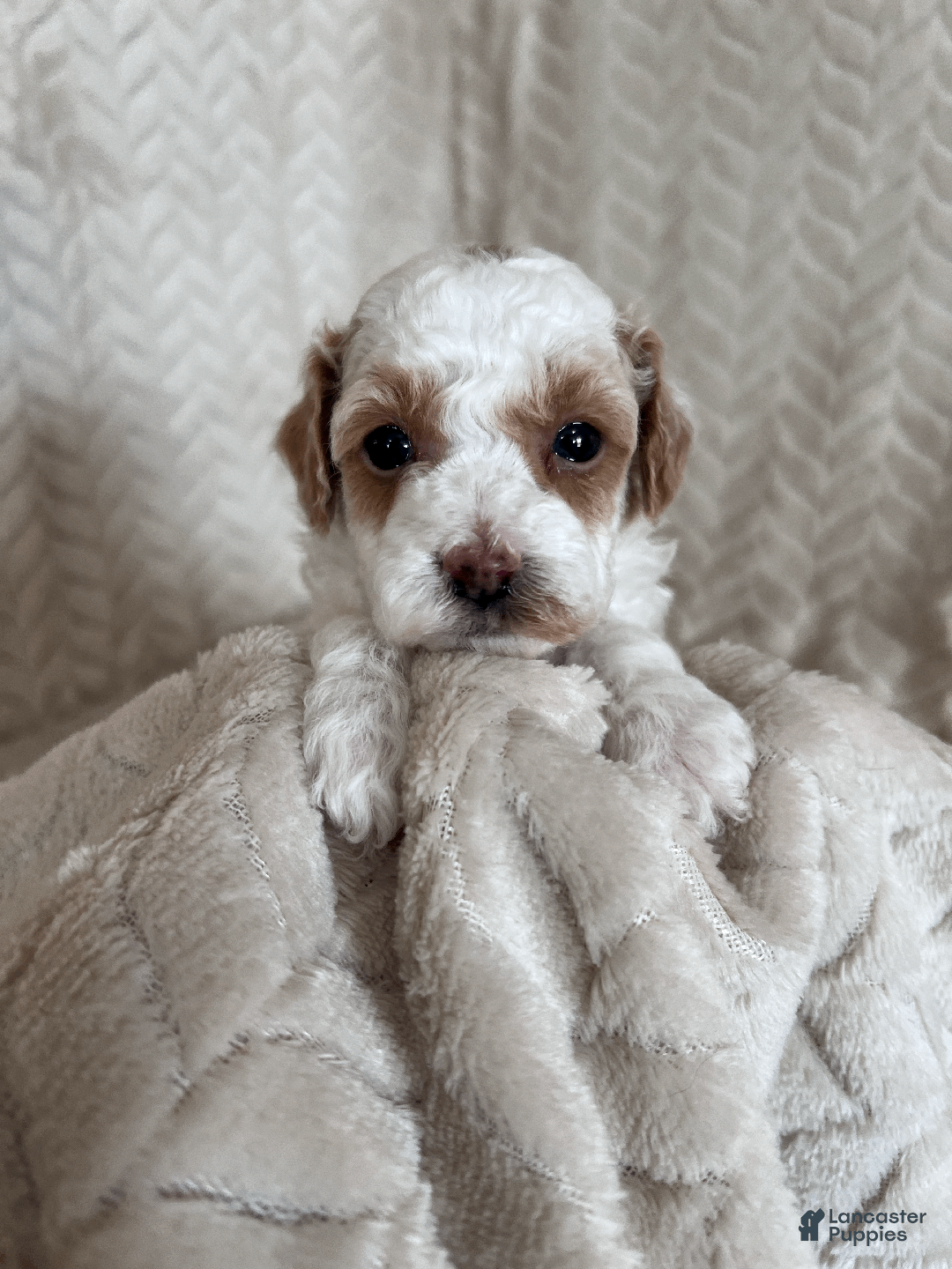 Toy Poodle dogs for sale: Gizmo - Ad 3