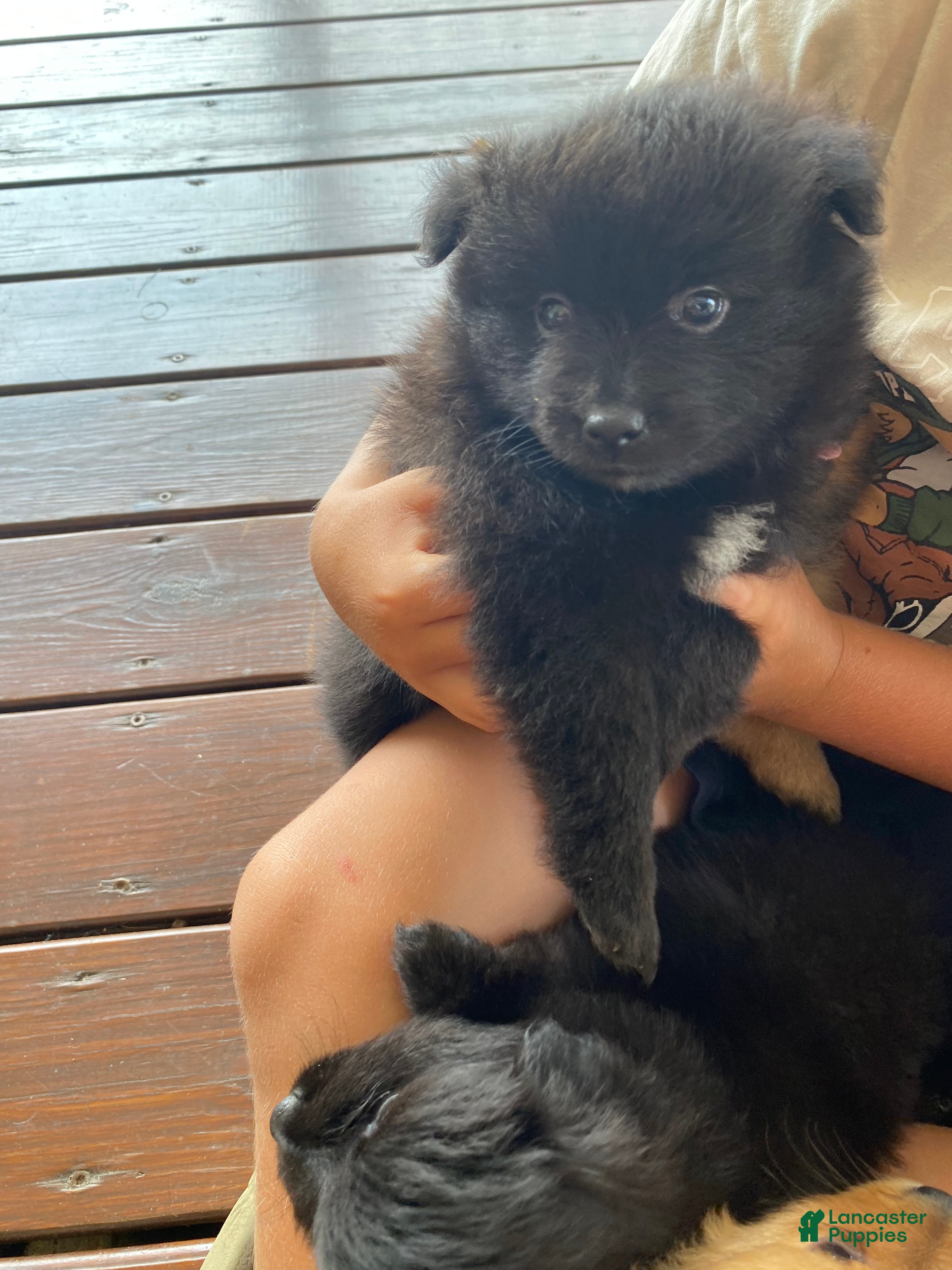 Pomeranian dogs Pomeranian 6 - Ad 4