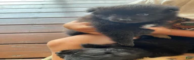 Pomeranian 6