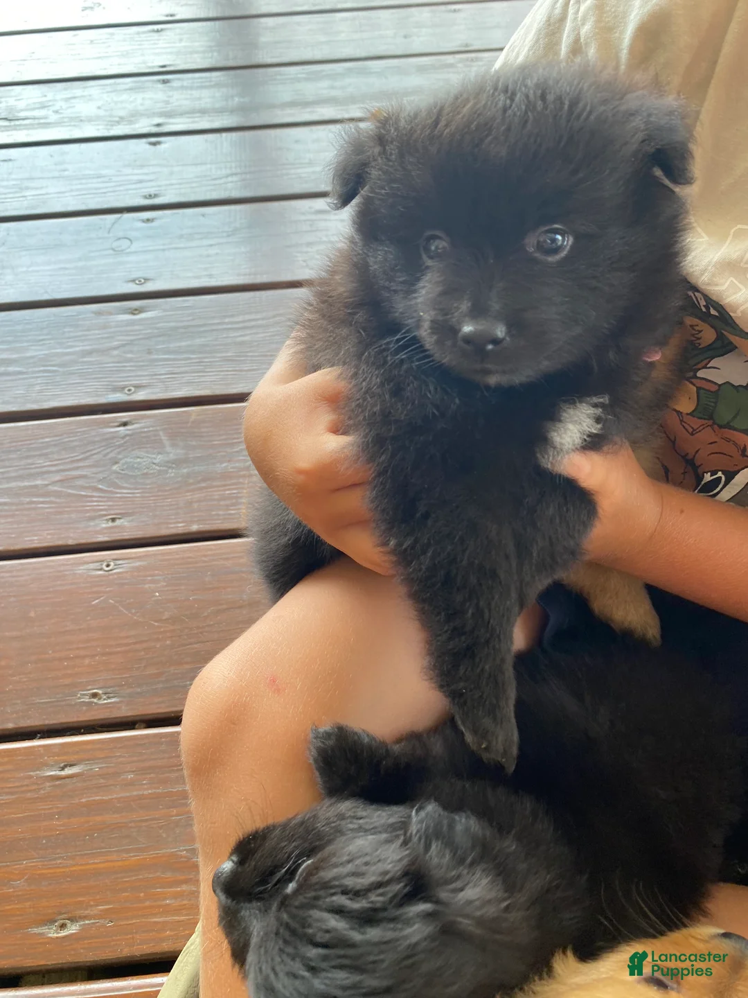 Pomeranian dogs for sale: Pomeranian 6 - Ad 1