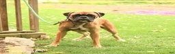 Boxer dogs for sale: Randy - Ad 2