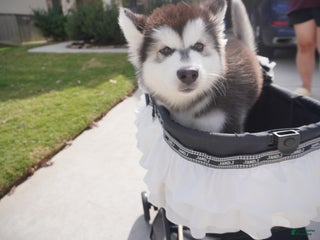 Alaskan Malamute dogs Xiao Cheng - Ad 26